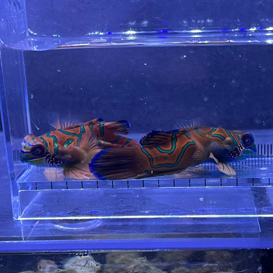 マンダリン レッド