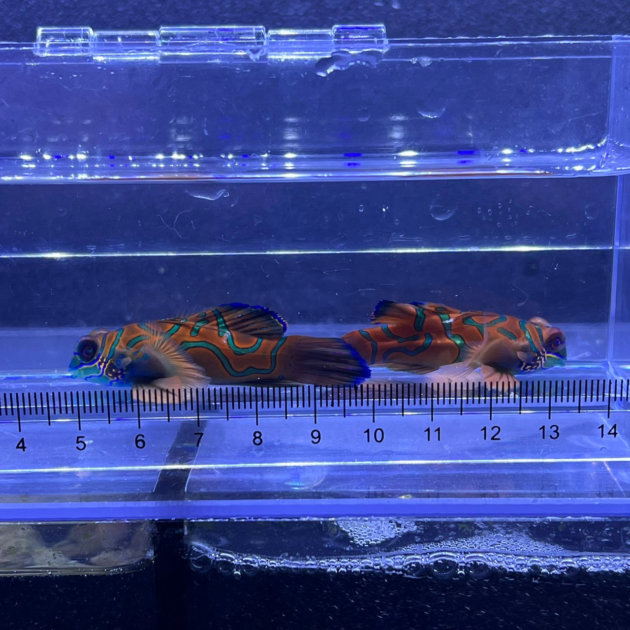 マンダリン レッド