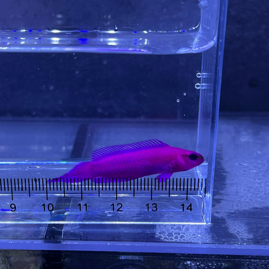 オーキッドドティーバック