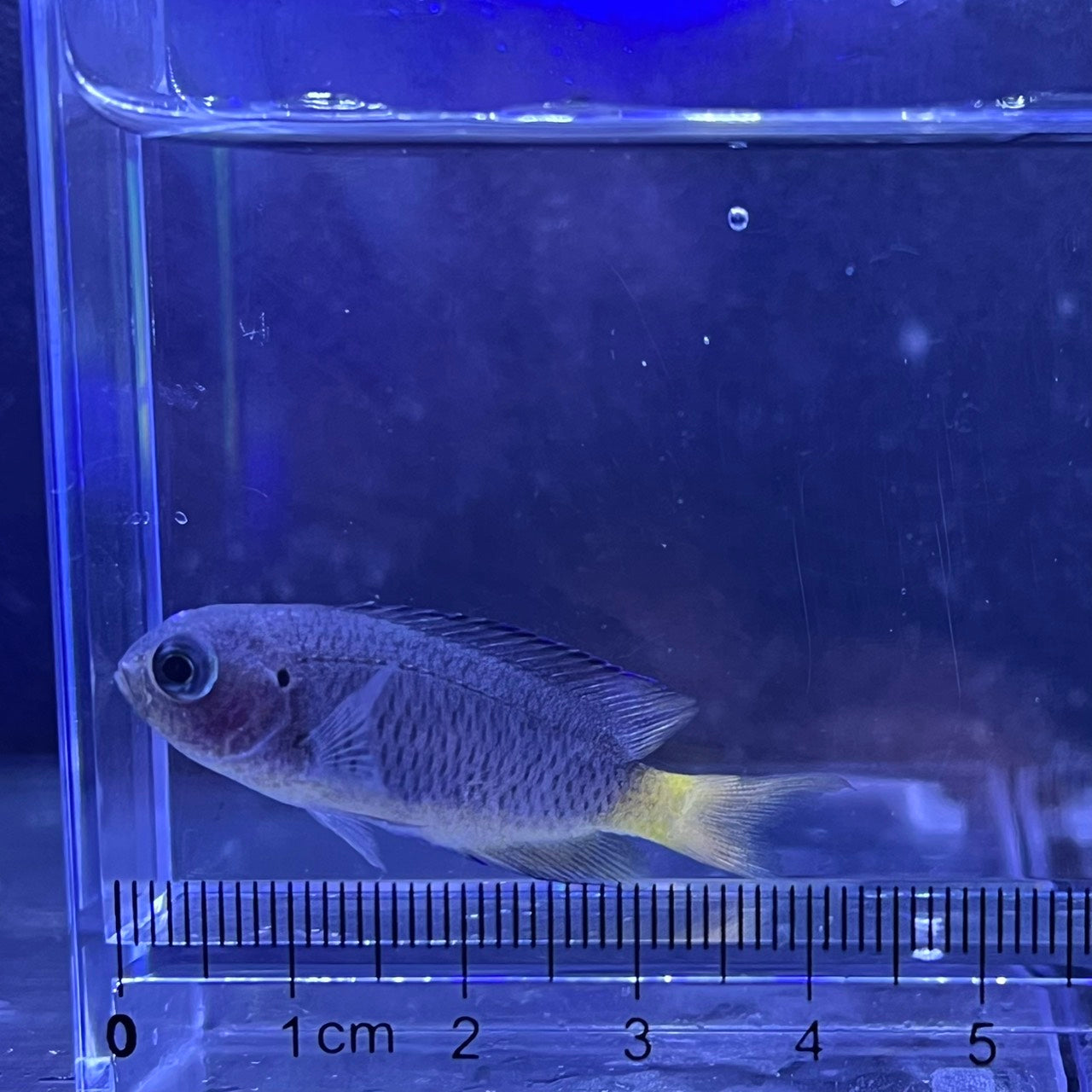 ソラスズメダイ