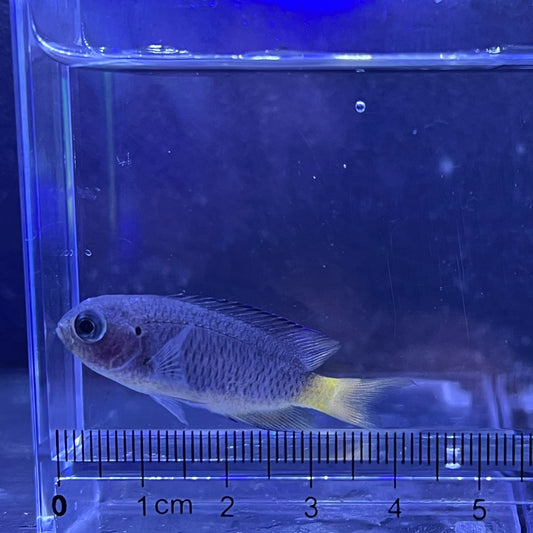 ソラスズメダイ