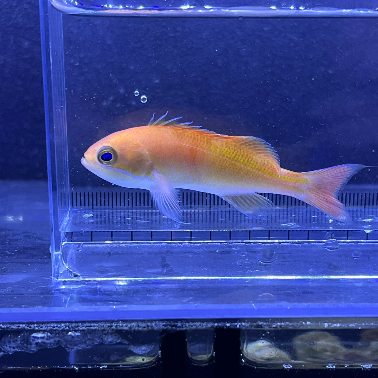 カシワハナダイ