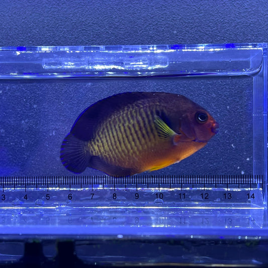 ルリヤッコ