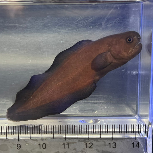 ブラックウィドウ