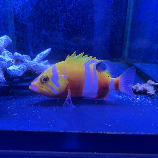 シマハタ(Cephalopholis igarashiensis)03