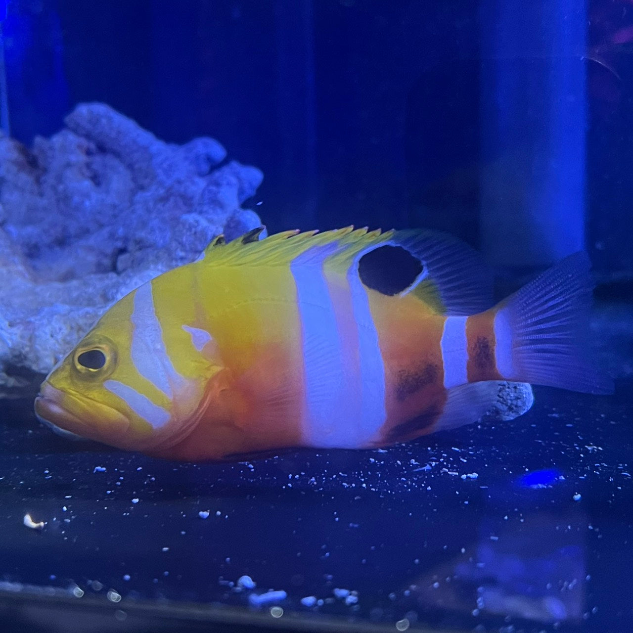 シマハタ(Cephalopholis igarashiensis)04