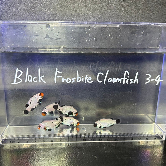 Black  Frostbite Clowns fish3~4㎝±