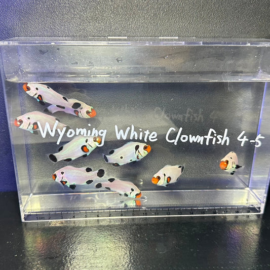 Wyoming White Clownfish4~5㎝±