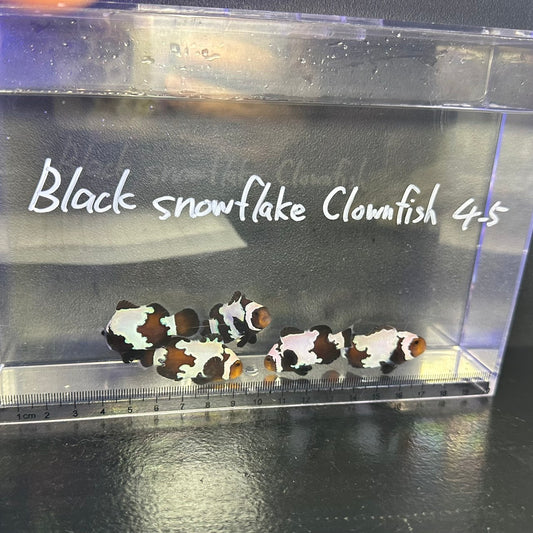 Black snowflake  Clownfish 4~5㎝±