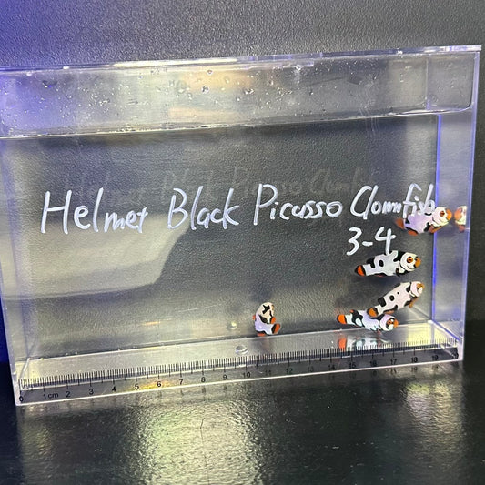 Helmet Black Picasso Clownfish3~4㎝±