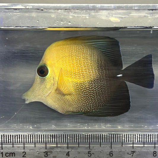 ゴマハギ