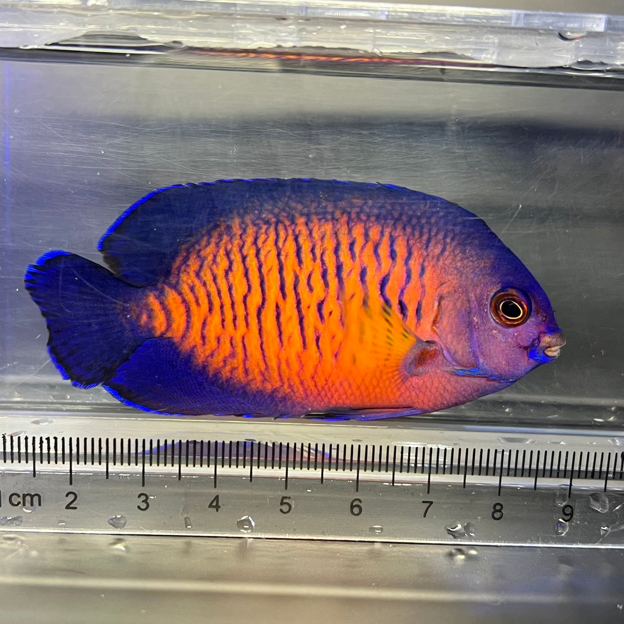 ルリヤッコ