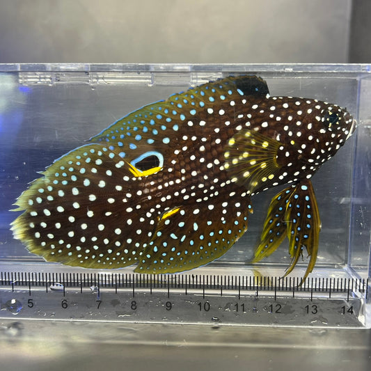 シモフリタナバタウオ