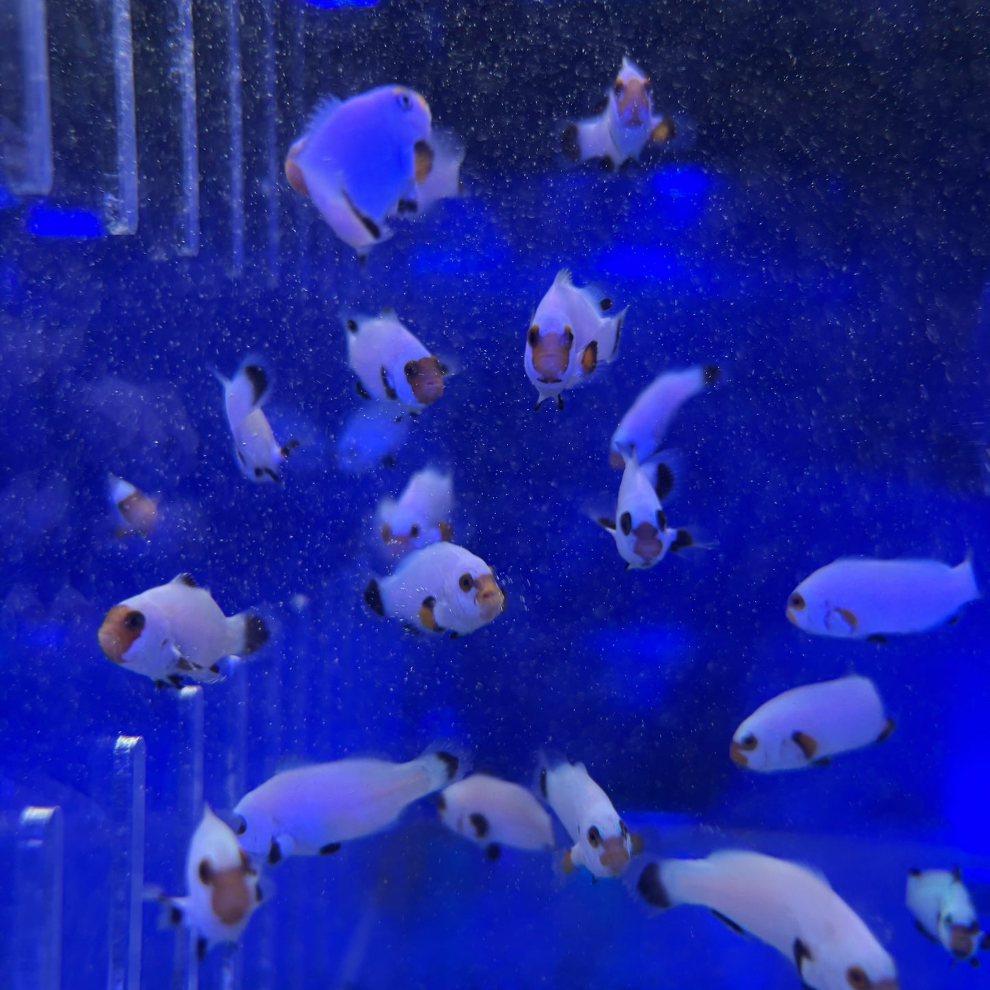 Platinum CIownfish