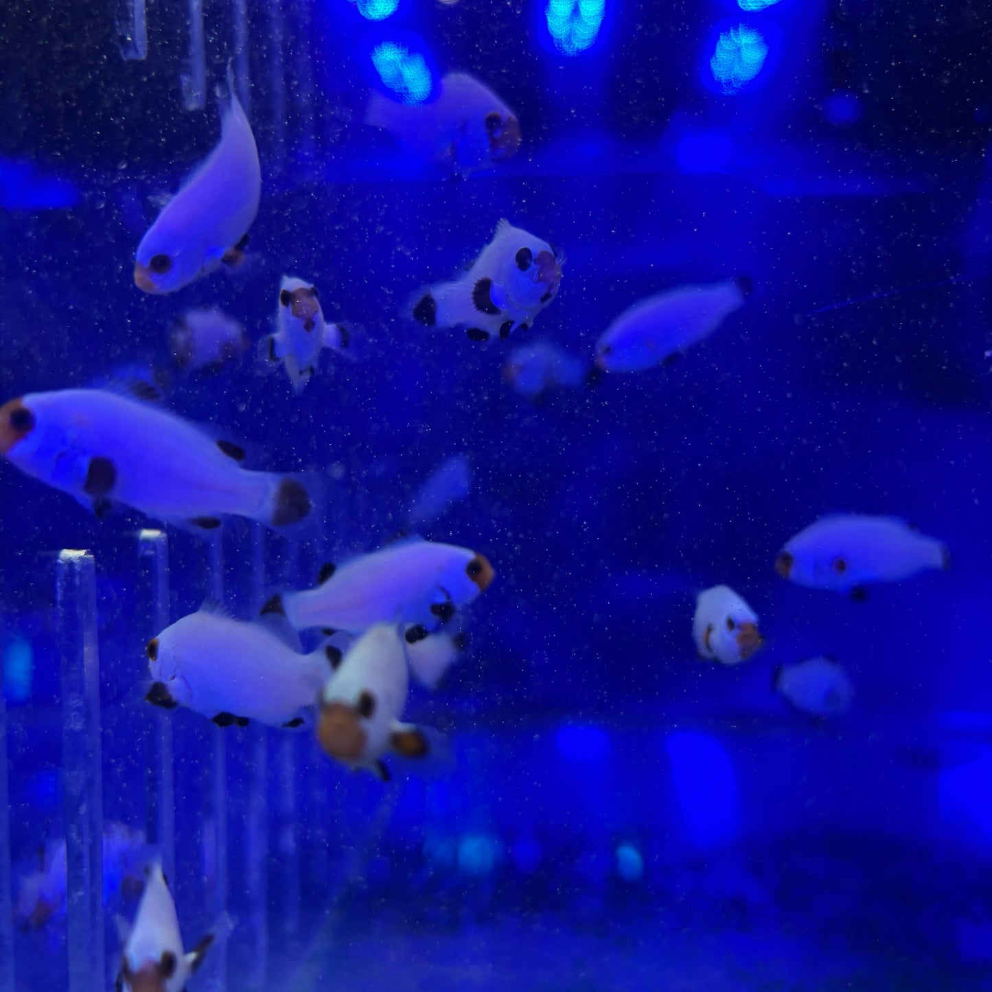Platinum CIownfish