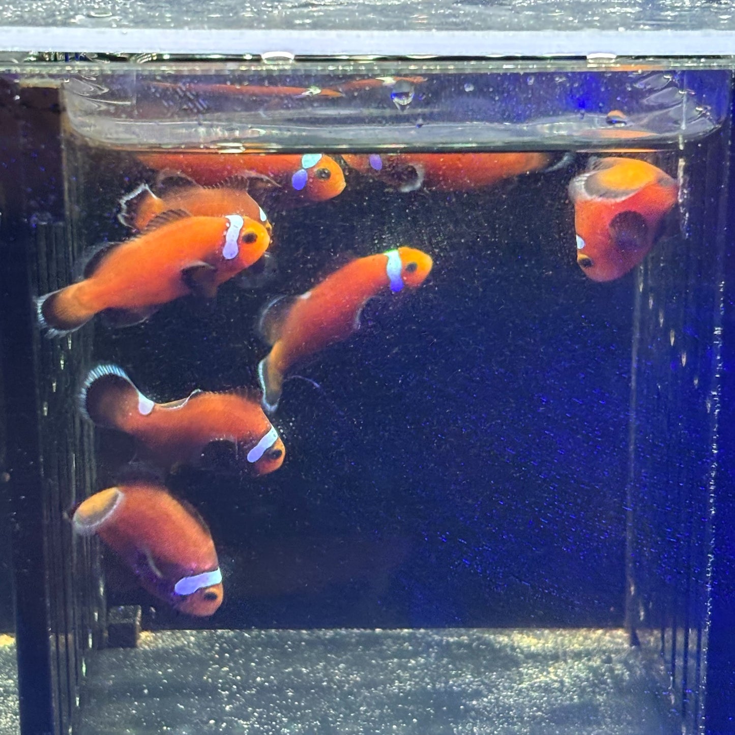 DominoCIownfish