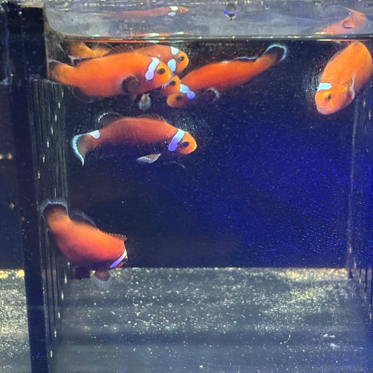 DominoCIownfish