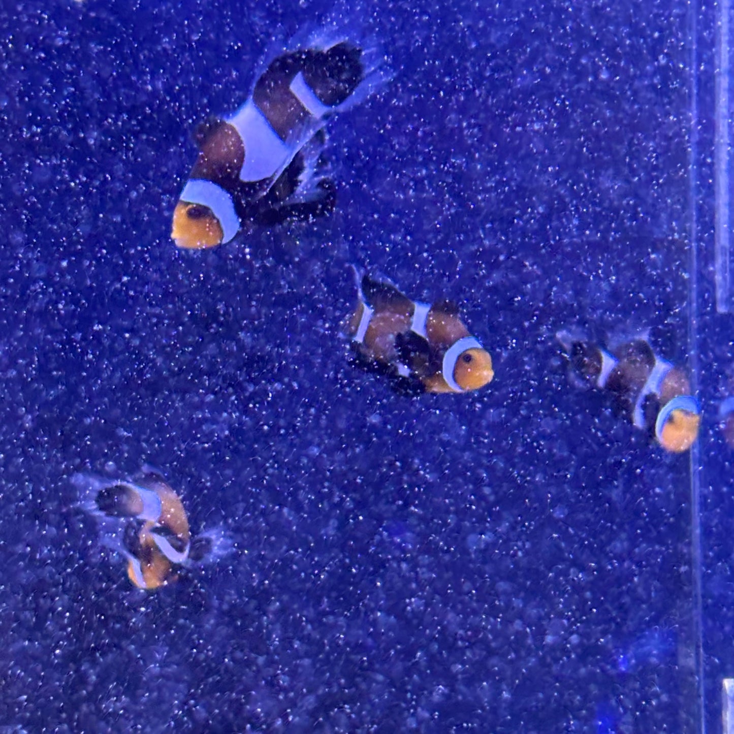 Black Longfin CIownfish