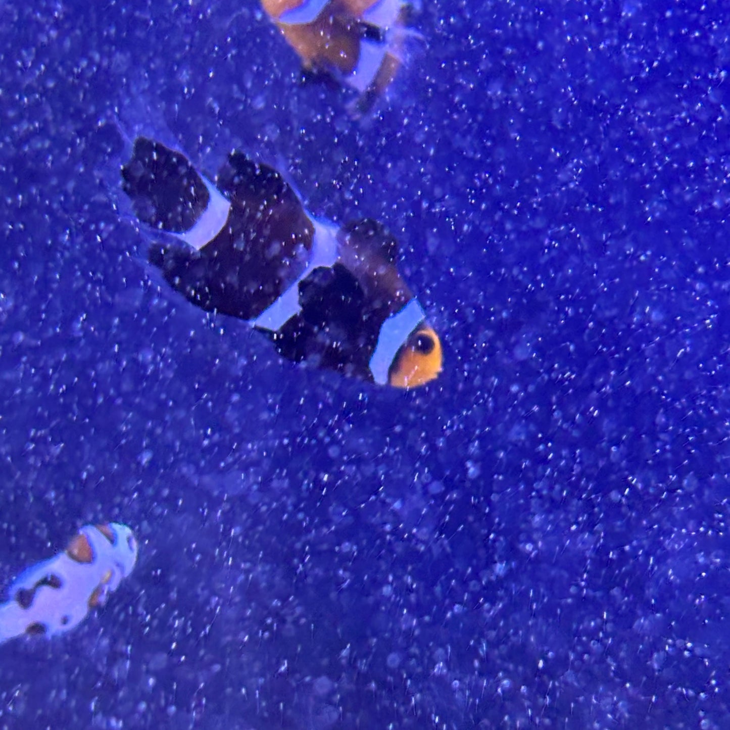 Black Longfin CIownfish