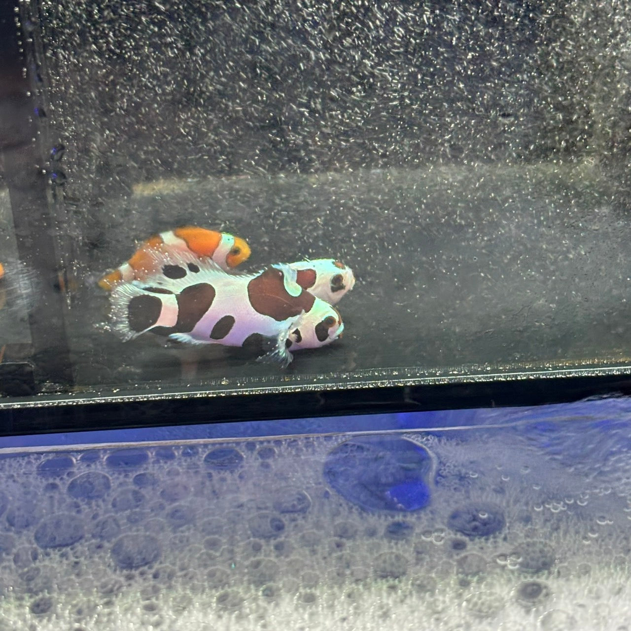 Second Generation Black Storm Longfin CIownfish