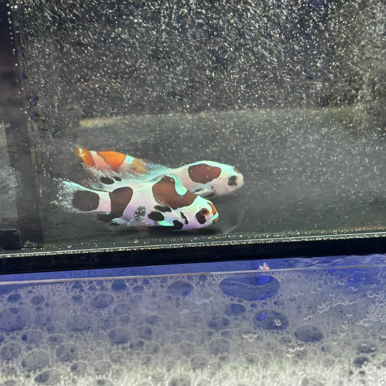 Second Generation Black Storm Longfin CIownfish
