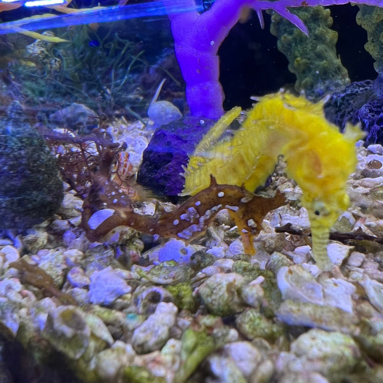 ヒメタツ