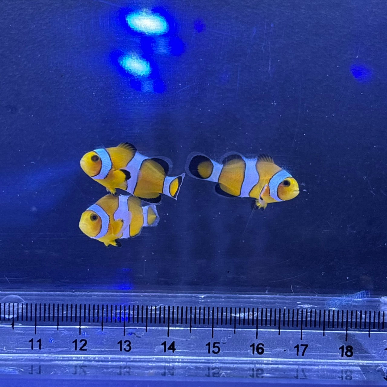 Ocellaris CIownfish