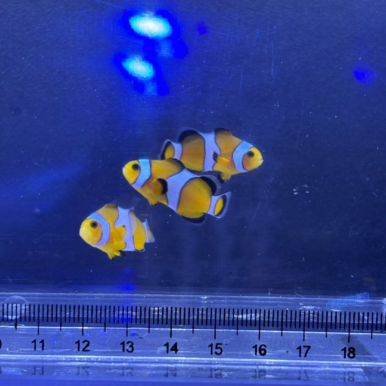 Ocellaris CIownfish