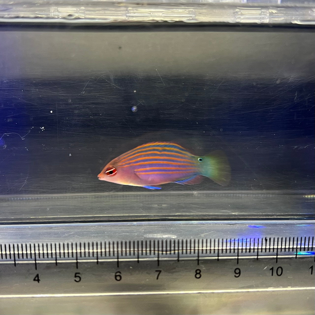 ニセモチノウオ