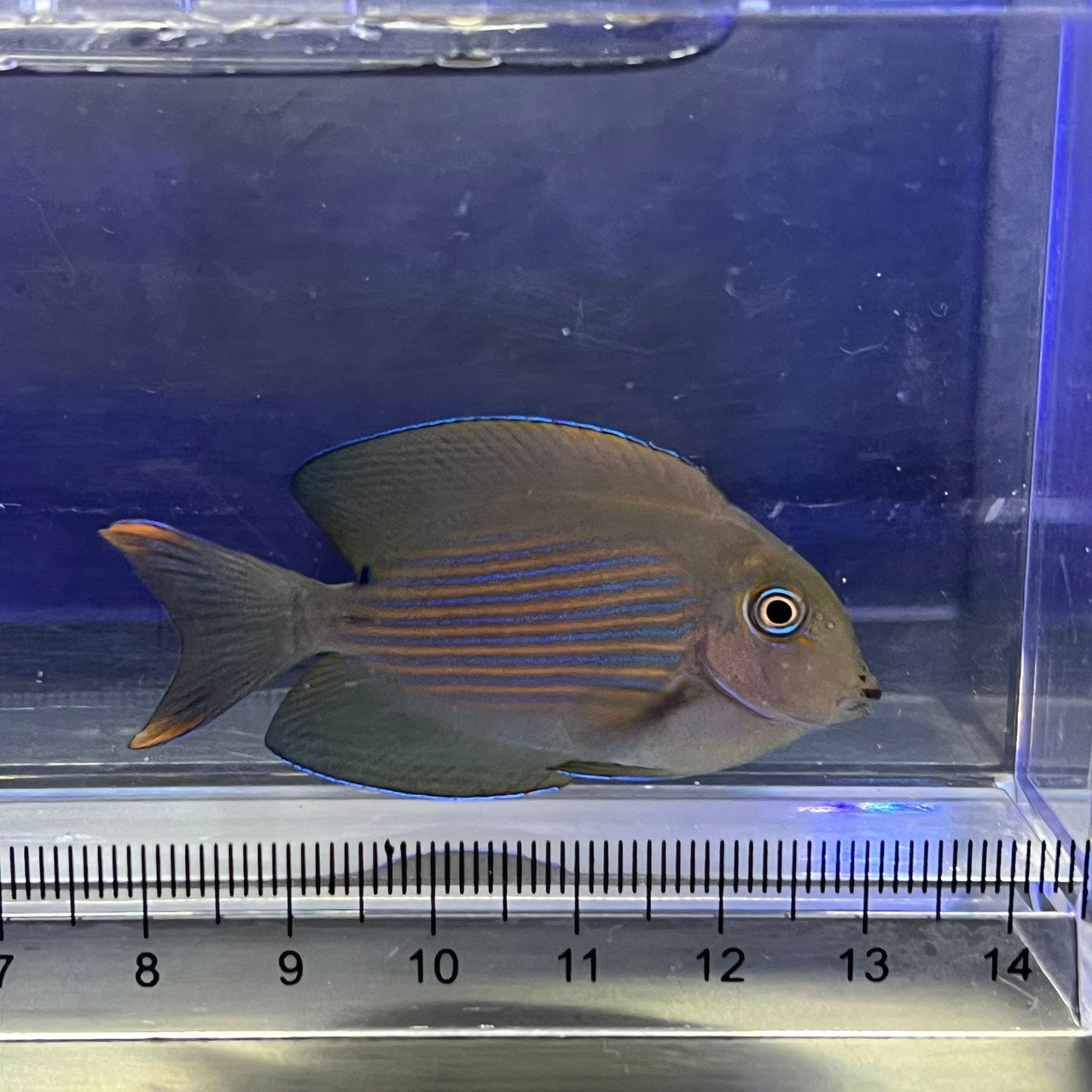 サザナミハギ
