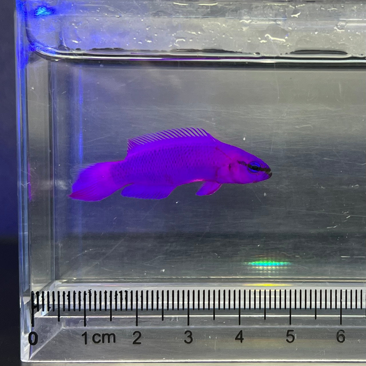 オーキッドドティーバック