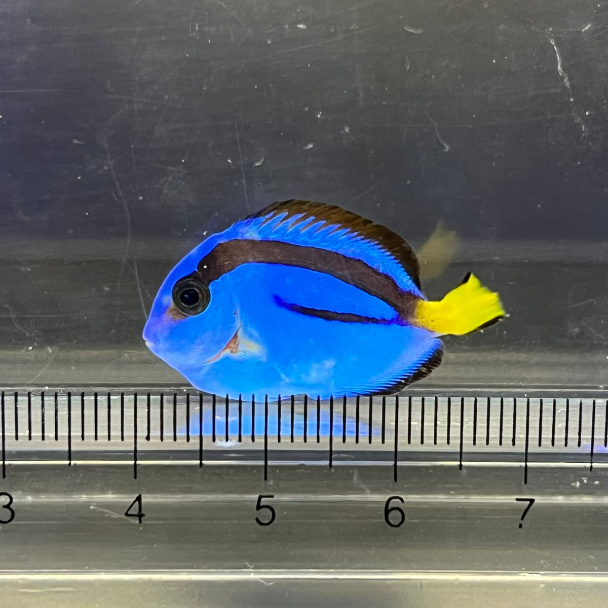 ナンヨウハギ