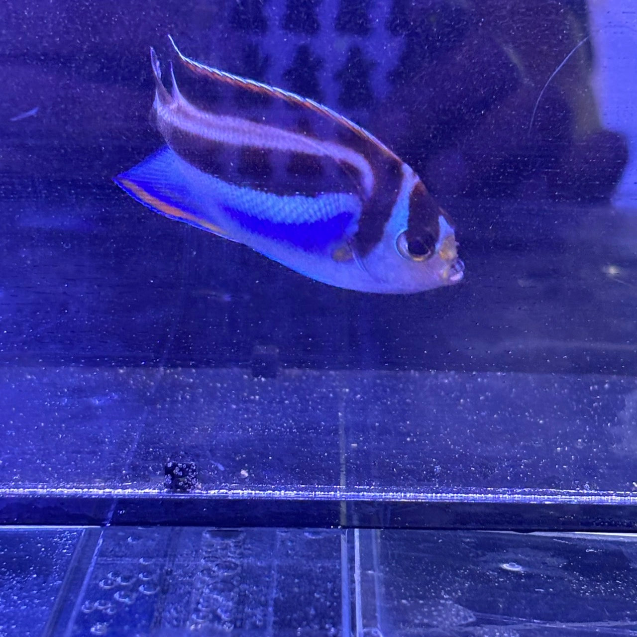 ベルスオーネイトエンゼル