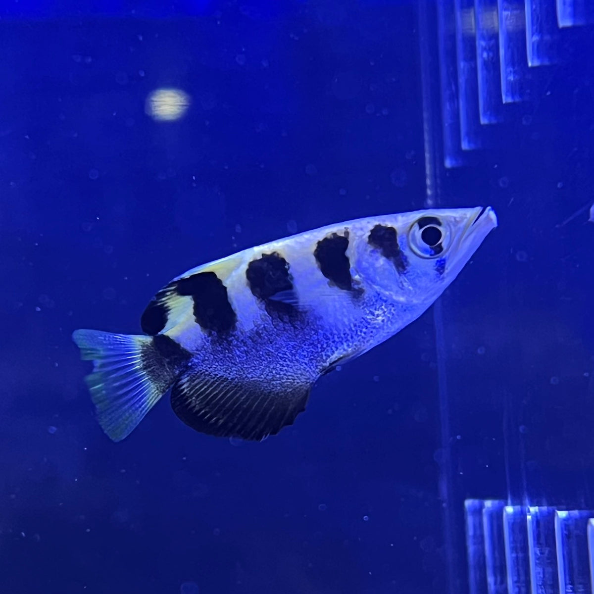 テッポウウオ