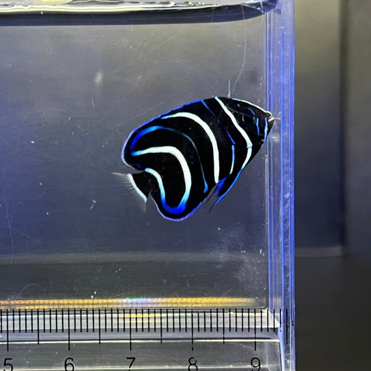 サザナミヤッコ幼魚
