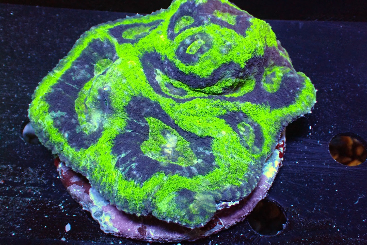 ヒラサンゴ フラグ