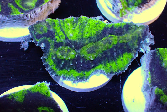 ヒラサンゴ フラグ