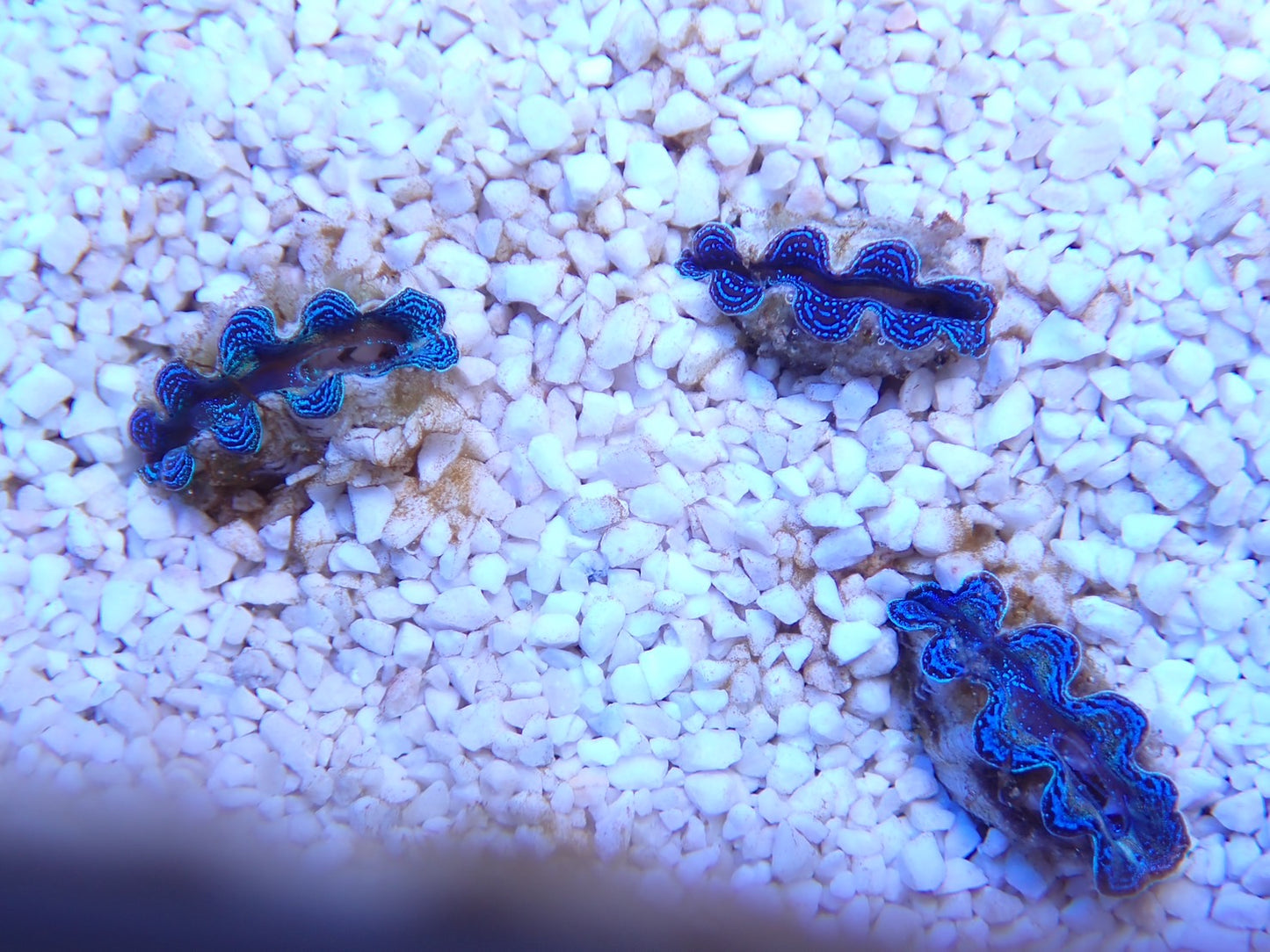 沖縄産ヒメシャコガイSSSサイズ