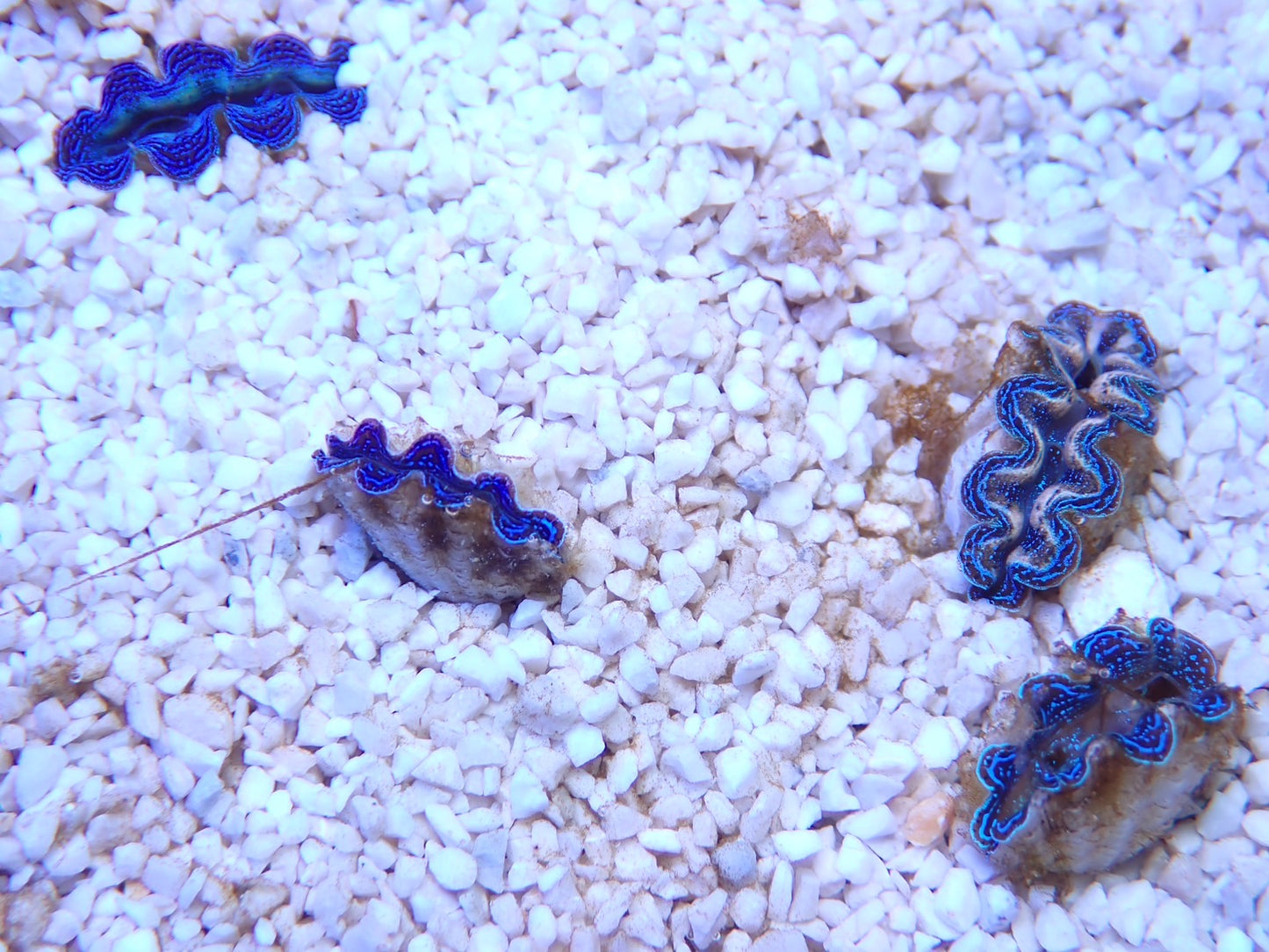 沖縄産ヒメシャコガイSSSサイズ