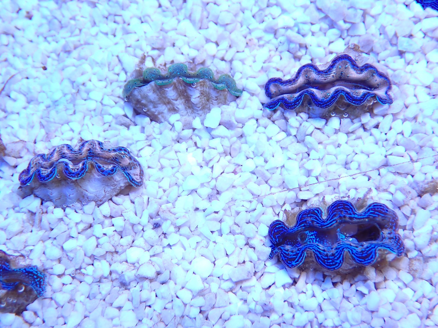 沖縄産ヒメシャコガイSSSサイズ