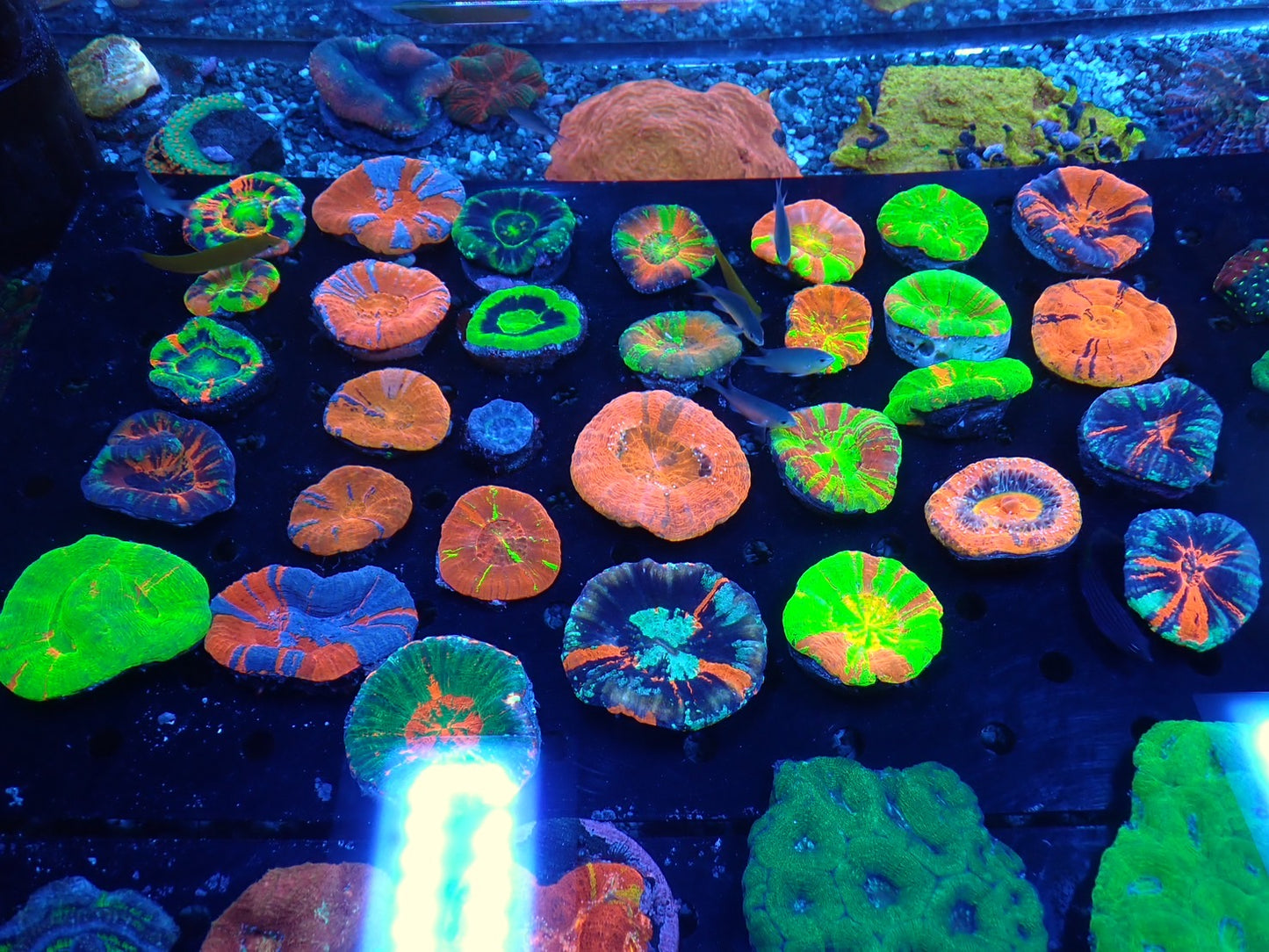 スコリミア(Superman Double Mouth)