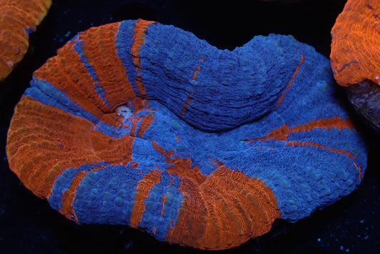 スコリミア(Superman Double Mouth)