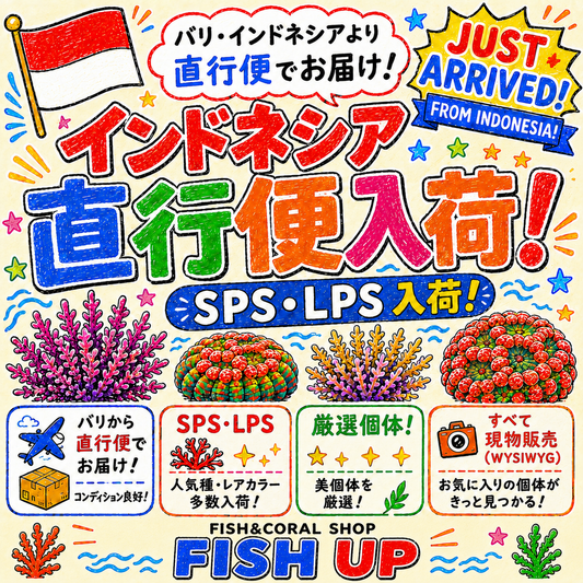 ✨ インドネシア直行便入荷！ ✨