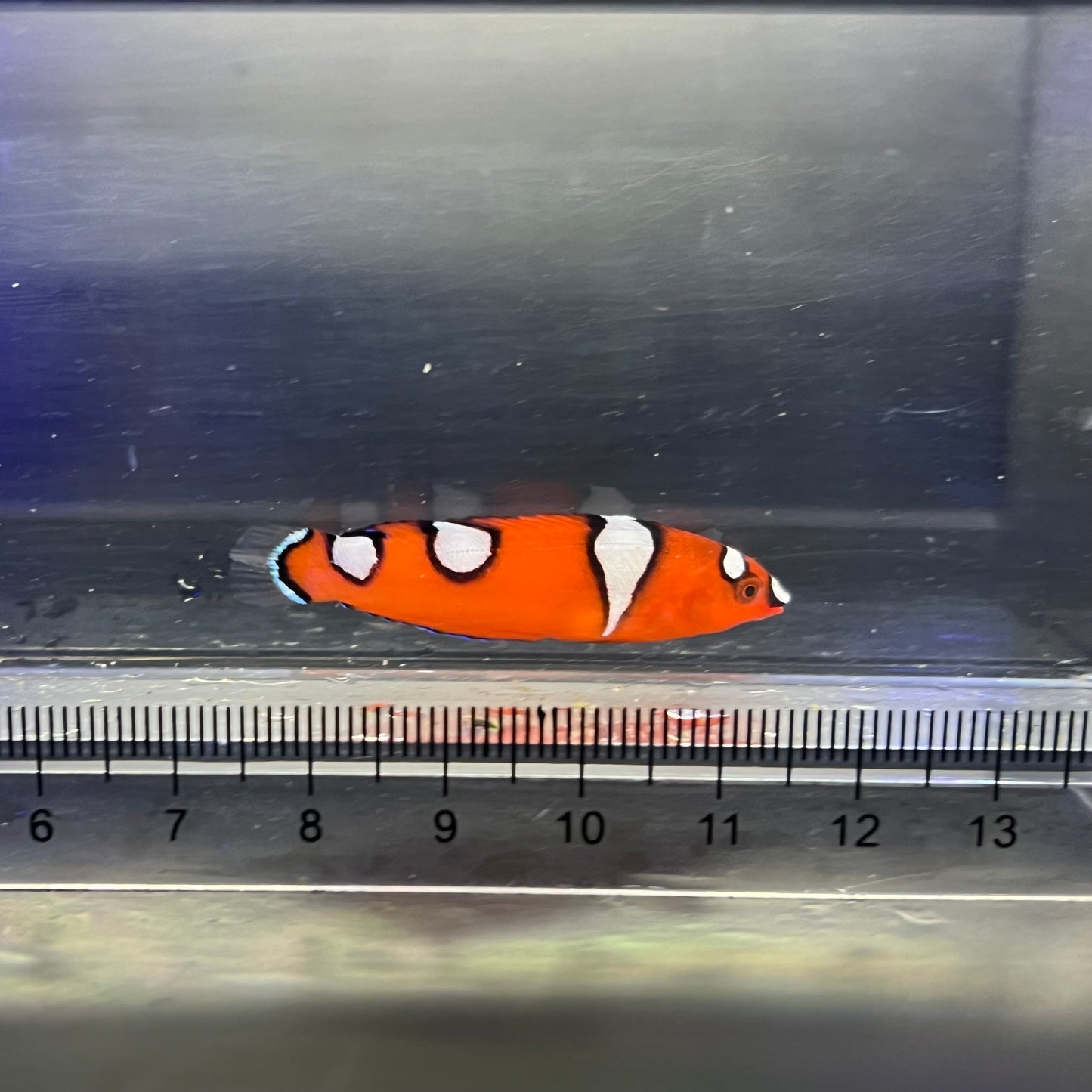 ツユベラ幼魚