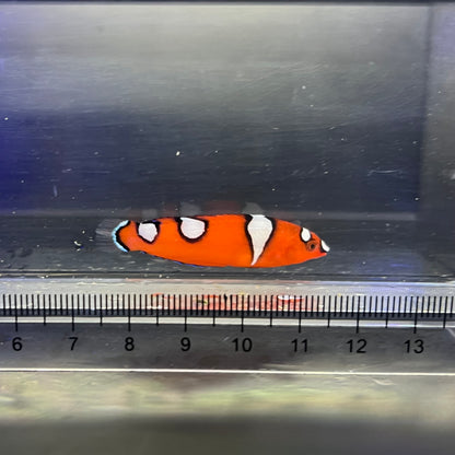 ツユベラ幼魚