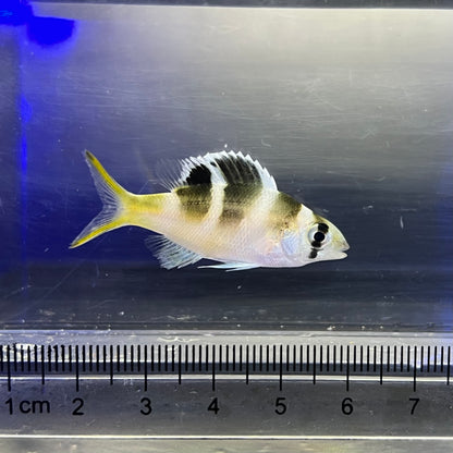 ヨコシマクロダイ幼魚