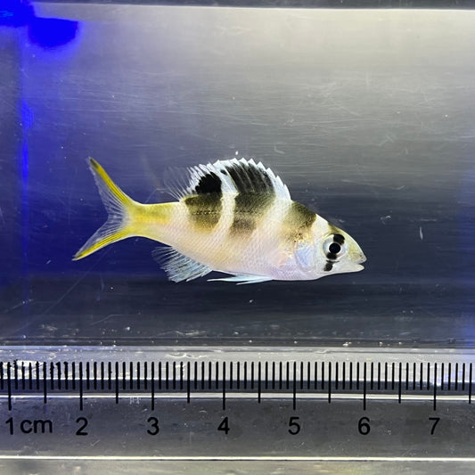 ヨコシマクロダイ幼魚