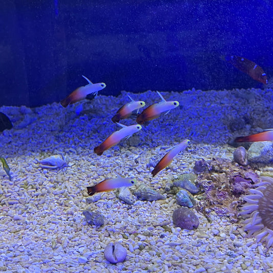 ハタタテハゼ