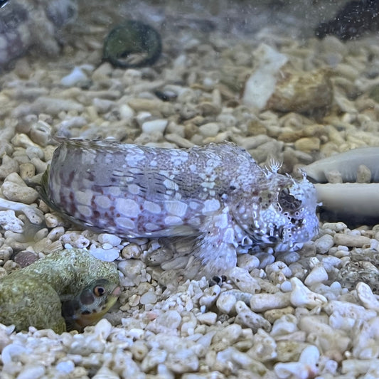 ヤエヤマギンポ