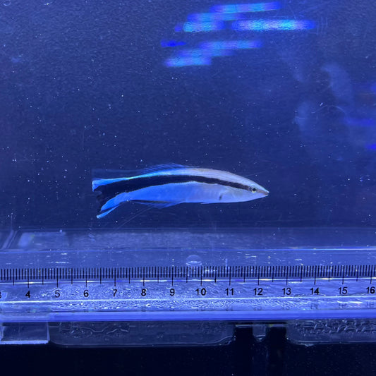 ホンソメワケベラ